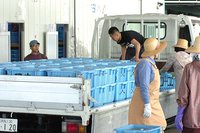 シラス漁、豊漁！　丸昌号もフル稼働(^^)
