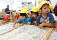 舞阪幼稚園しらす探検隊　モグモグ食べて元気な子