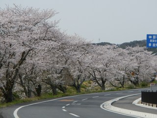 桜の季節になりました！