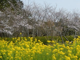 桜の季節になりました！