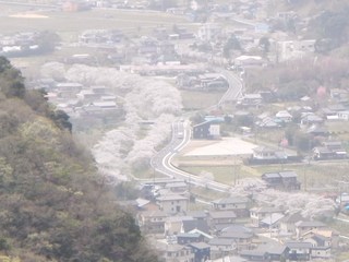 桜の季節になりました！