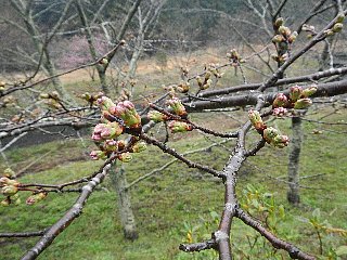 桜のつぼみ