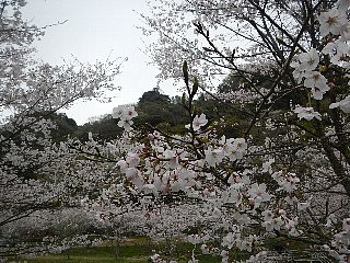 公園下の桜