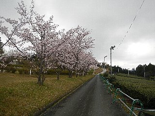 自然ふれあい広場の桜①