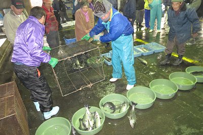 残り1日　雄踏港市場の師匠たち