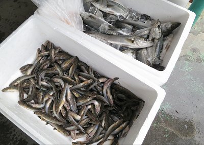 浜名湖の幸セイゴ・ハゼ・浜名湖牡蠣　よらっせYUTOのオススメ