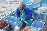 夜明けの水揚げ　舞阪港寒ボラ漁