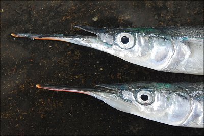 コンプリート 魚 くちばしの長い 魚 くちばしの長い Irasujozpgw0