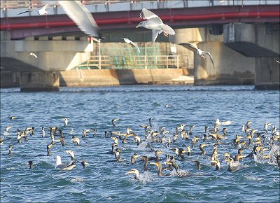 舞阪弁天橋　潜望鏡カワウの群れ