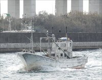舞阪港トラフグ漁　黒潮から浜名湖まで漁堅丸