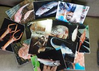舞阪協働センターにお魚歳時記「舞阪漁港の深海魚」展示します