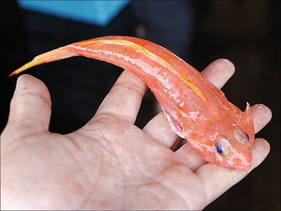 舞阪港の小さな深海魚 赤いコチ ベニテグリ L 南浜名湖あそび隊