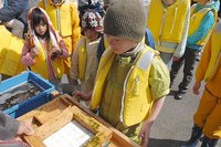 はまなこ里海の会　子供たちの海苔すき