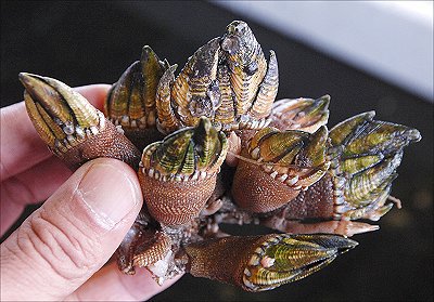 舞阪港 カメノテ 丸小水産ばあばのオススメ L 南浜名湖あそび隊