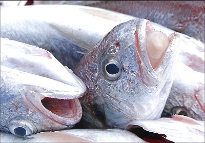 舞阪港のアカンベー イシモチ シログチ L 南浜名湖あそび隊