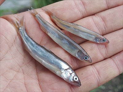 浜名湖は育ちの海 アユゴ ボラの子 L 南浜名湖あそび隊