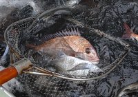 舞阪港裕丸　鯛網漁 活ダイの水揚げ