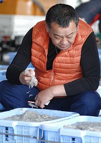 舞阪港しらす漁　三日連続釜揚げレベル　舞阪しらす親分のオススメ