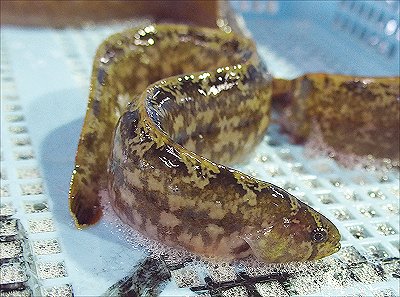 雄踏港市場のお魚さん 南浜名湖あそび隊