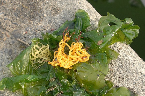 浜名湖の海そうめん L 南浜名湖 Fish Tips