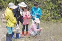 砂に這い育つ巨木ハマゴウ　舞阪の自然を守る会