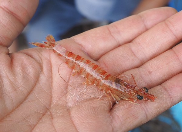 浜名湖はサイマキ（天然クルマエビ）の季節　赤い個体を発見！