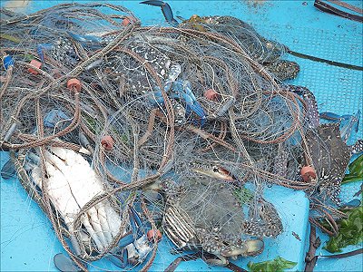 浜名湖刺し網漁のカニ ガザミ タイワンガザミ L 南浜名湖 Fish Tips