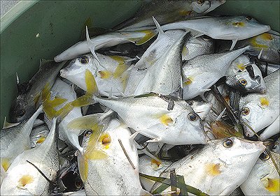 浜名湖雄踏港 ひとりで立てるんです ギマ L 南浜名湖 Fish Tips