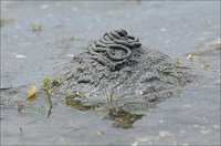 いかり瀬自然観察会　ツメタガイの卵塊を駆除する