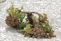 いかり瀬自然観察会　ハマボウフウの種を見つける