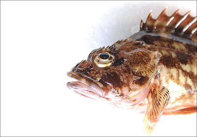 浜名湖 メバルのあたま メバルのしっぽ L 南浜名湖あそび隊