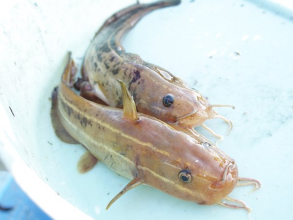 浜名湖生き物みつけ隊 南浜名湖 Fish Tips