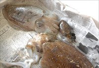 浜名湖コウイカは仲良し一家