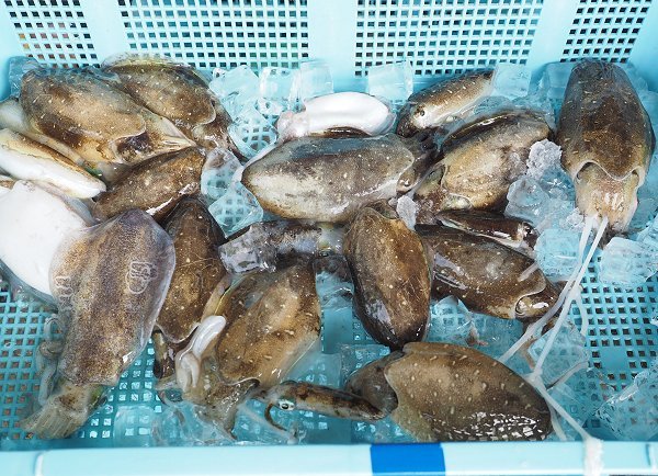 浜名湖の秋はイカの海 コウイカ アオリイカ アカイカ L 南浜名湖あそび隊