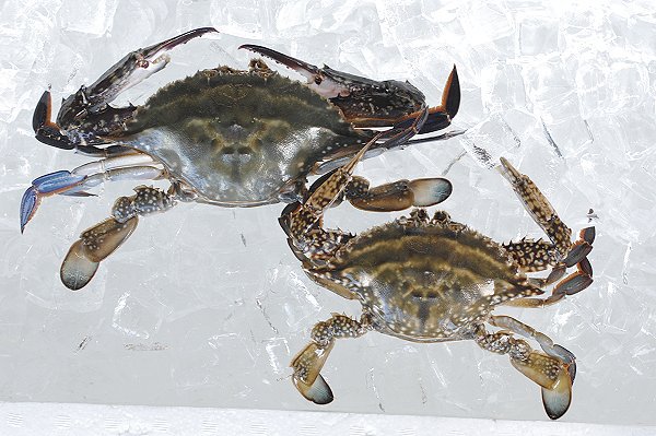 浜名湖のワタリガニの仲間 ガザミ 泳ぐワタリガニ L 南浜名湖あそび隊