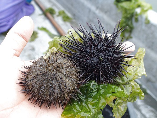 浜名湖のムラサキウニ バフンウニ カエルアンコウ L 南浜名湖 Fish Tips