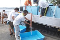はまなこ里海の会　マダイの赤ちゃん登場