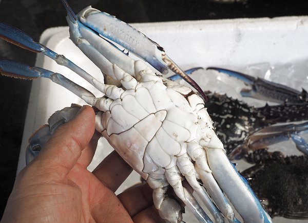 浜名湖ワタリガニの熟れ具合を目利きする