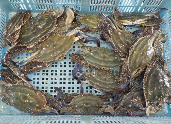 浜名湖ワタリガニの熟れ具合を目利きする