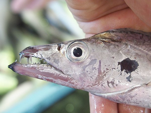 浜名湖で立ち泳ぎ 浜名湖のタチウオ L 南浜名湖あそび隊