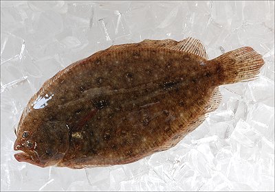 浜名湖　左向きのカレイ　ダルマガレイ