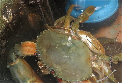 覗いてごめんね 浜名湖ドウマンの交尾 L 南浜名湖あそび隊