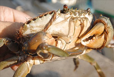 浜名湖 カニのツメは再生する 刺し網漁師さんの教え L 南浜名湖あそび隊