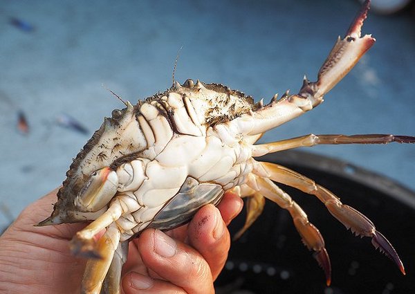 浜名湖雄踏市場 カニのツメは再生する L 南浜名湖あそび隊