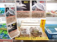 週末はビアンカン　写真ポップで舞阪・南浜名湖産物ひろめ