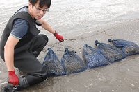 浜名湖のアサリ復活　天然採苗の稚貝を数える