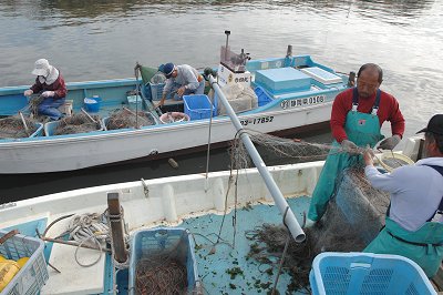 浜名湖 刺し網漁のカニ l 南浜名湖あそび隊！