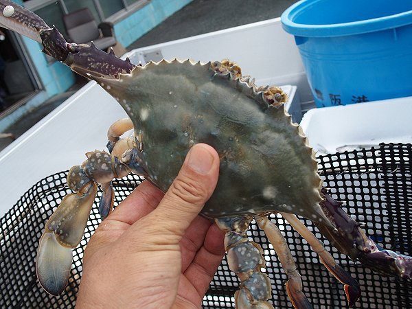 浜名湖 最大サイズのワタリガニの季節 丸小水産ばあばのオススメ l 南浜名湖あそび隊！