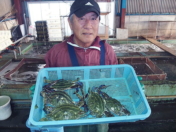 浜名湖雄踏港　刺し網漁師正一さんのワタリガニ