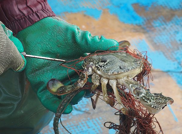 浜名湖雄踏港　刺し網漁師正一さんのワタリガニ